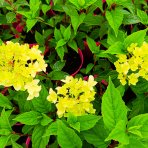 Hortenzia metlinatá (Hydrangea paniculata) ´VANILLE FRAISE´® - výška 20-30 cm, kont. C2L